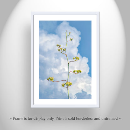 Desert Agave Pastel Art with Arizona Century Plant and Clouds