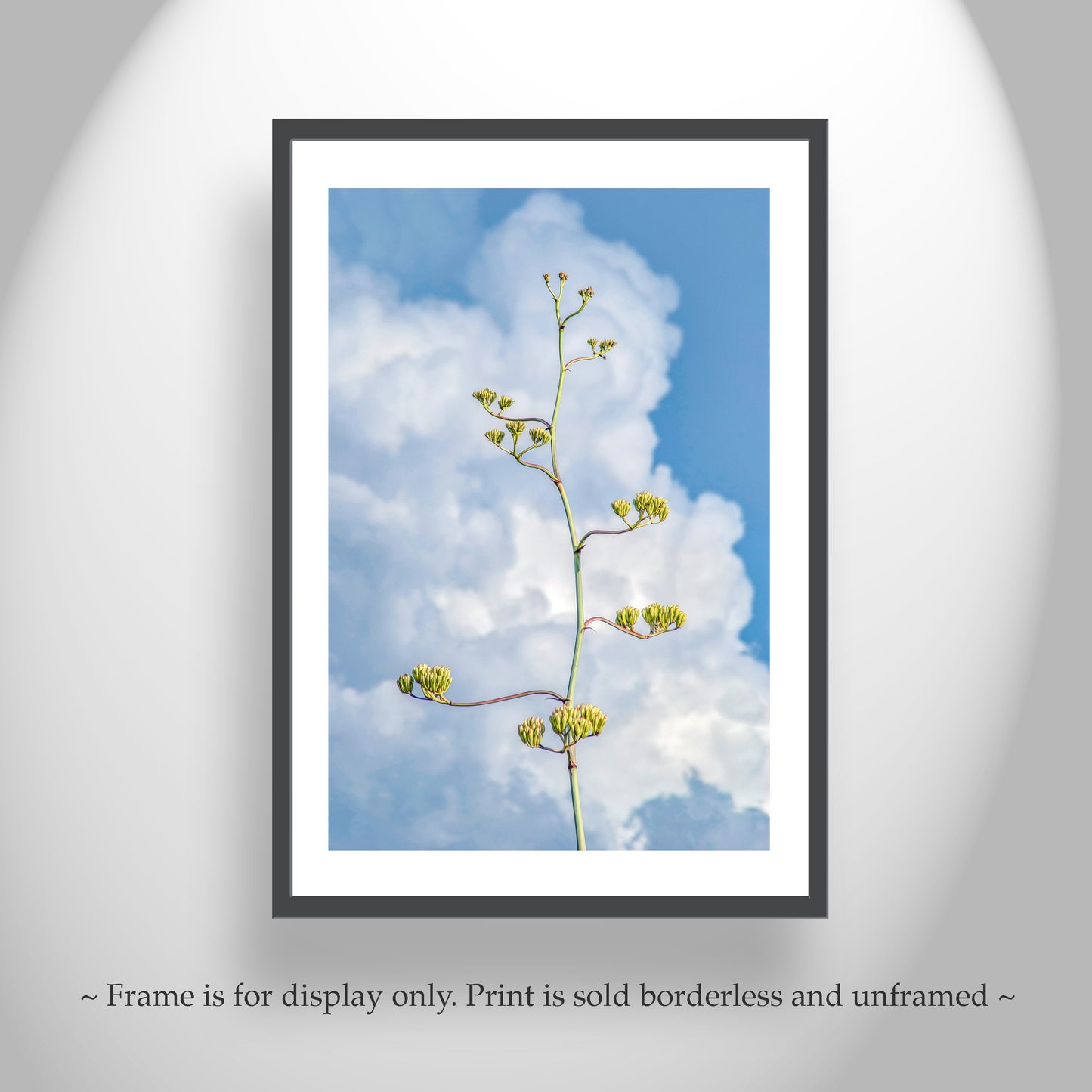 Desert Agave Pastel Art with Arizona Century Plant and Clouds