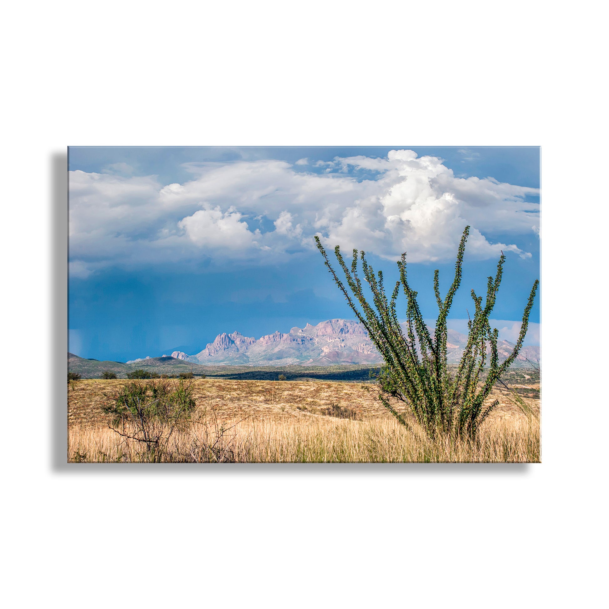 Desert landscape with a cactus and mountains in the background. The yellow grasslands of borderlands Arizona USA! This is the Cerro Colorado, a small mountain range with big prospects. My original art photo with an intervening ocotillo plant! Unique signed art by Murray Bolesta.