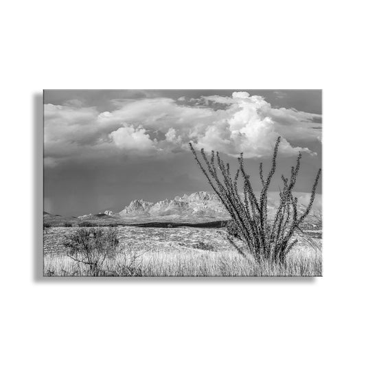 Black and White Mexico Border Desert Landscape Art for Sale with Ocotillo