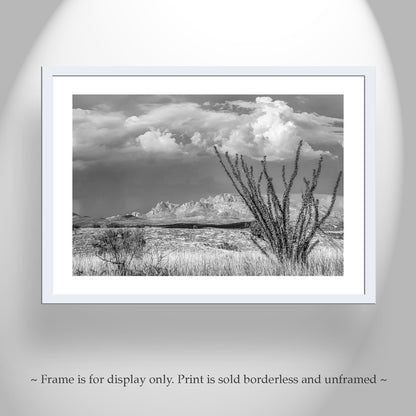 Black and White Mexico Border Desert Landscape Art for Sale with Ocotillo