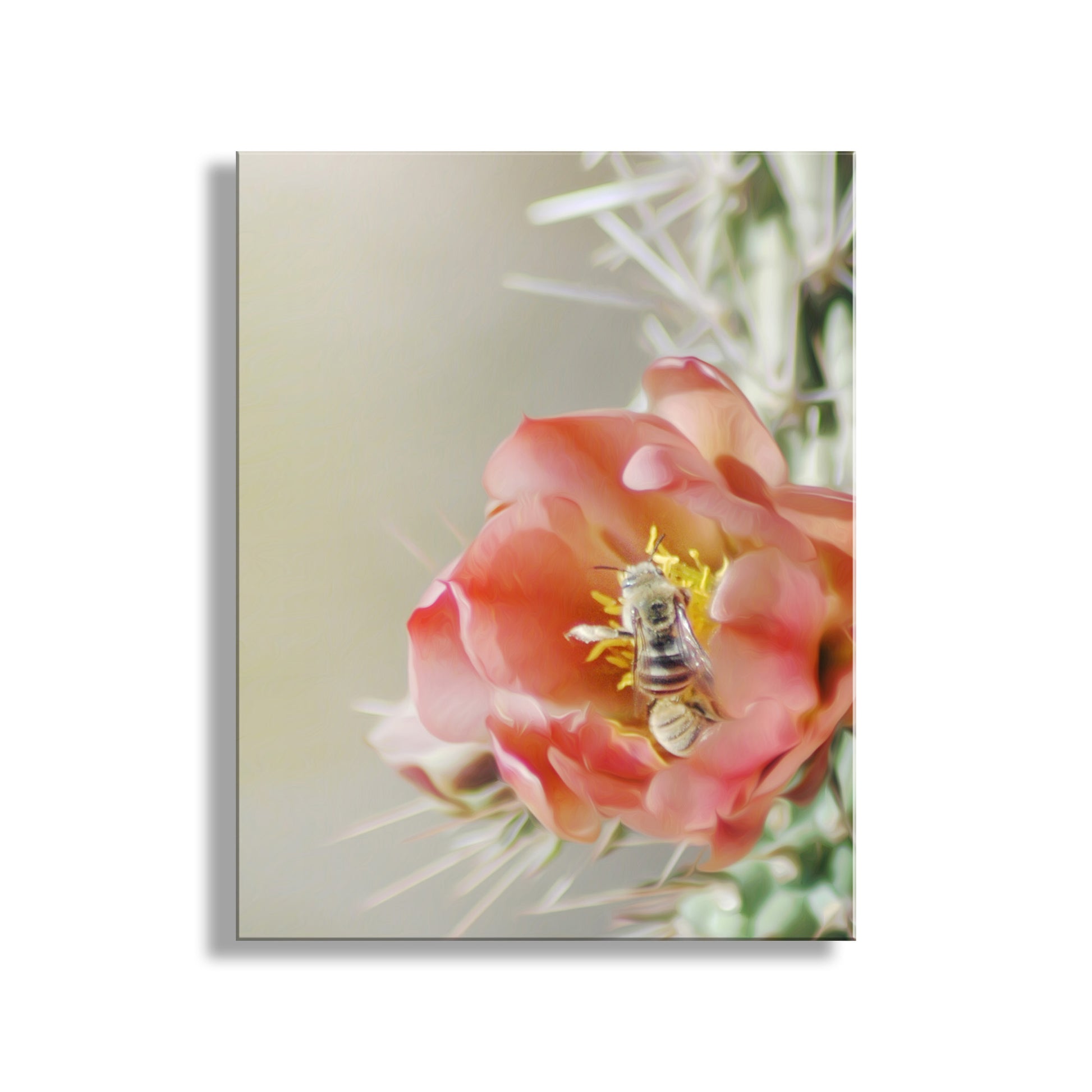 Bees on a pink cactus flower with a blurred background. Desert Cholla Cactus Flower Art Print with Bumble Bee Pollinator