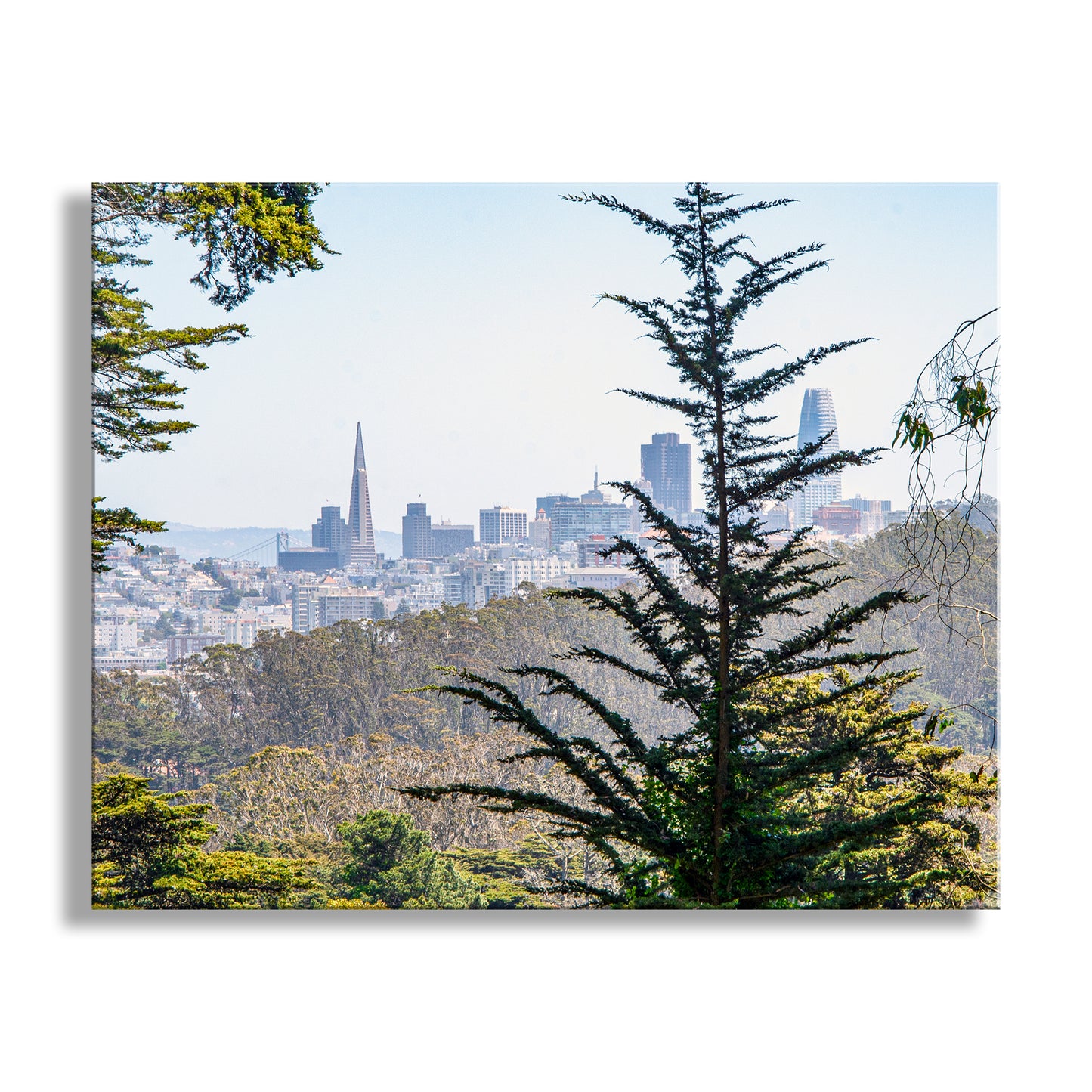 Beautiful Presidio Park! For your wall decor, my unique picture of the city of San Francisco California as seen from the precious Presidio National Park Original, signed art by Murray Bolesta!