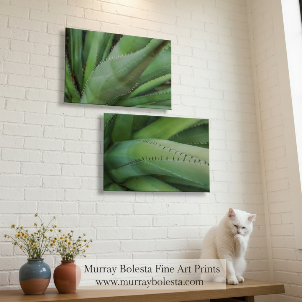 Two close-up images of green plant leaves on a white background. Green Agave Artworks as Botanical Wall Decor Diptych Set of 2 Prints by Murray Bolesta