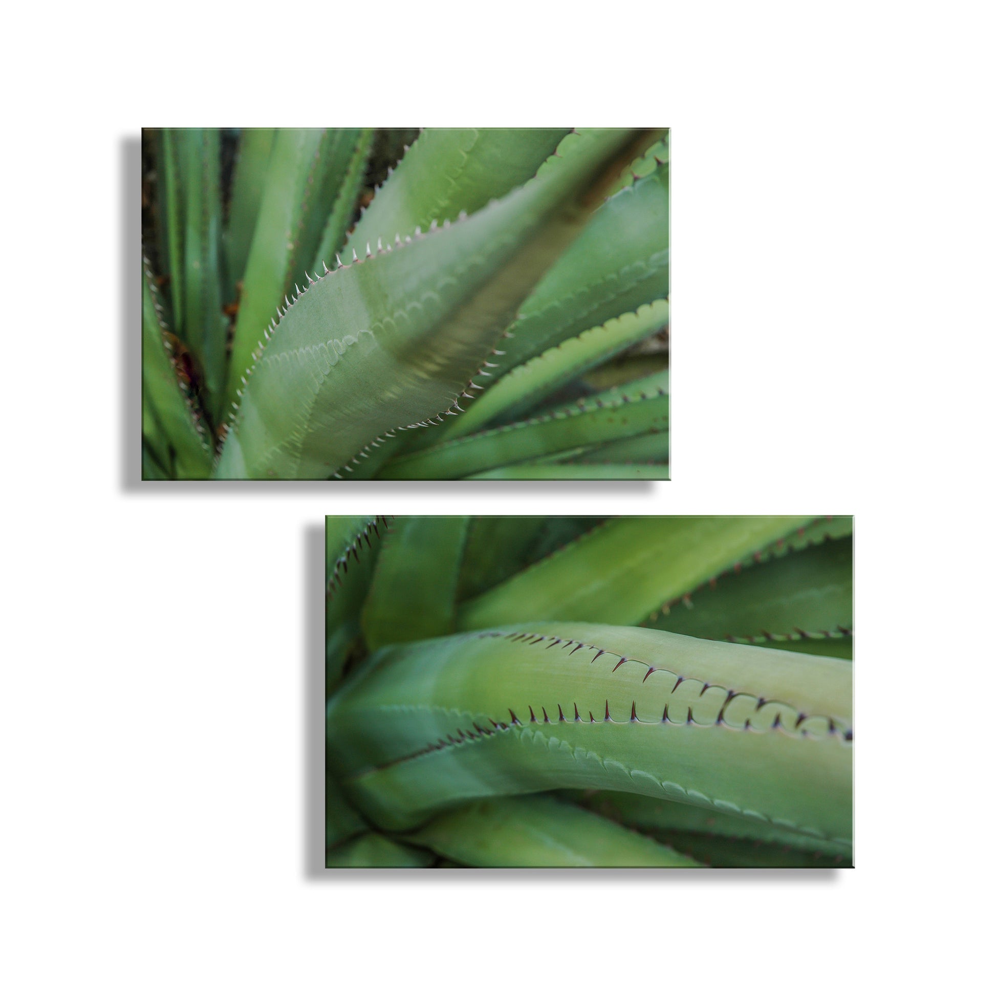 Two close-up images of green plant leaves on a white background. Green Agave Artworks as Botanical Wall Decor Diptych Set of 2 Prints