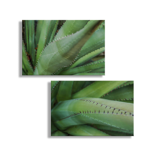 Two close-up images of green plant leaves on a white background. Green Agave Artworks as Botanical Wall Decor Diptych Set of 2 Prints