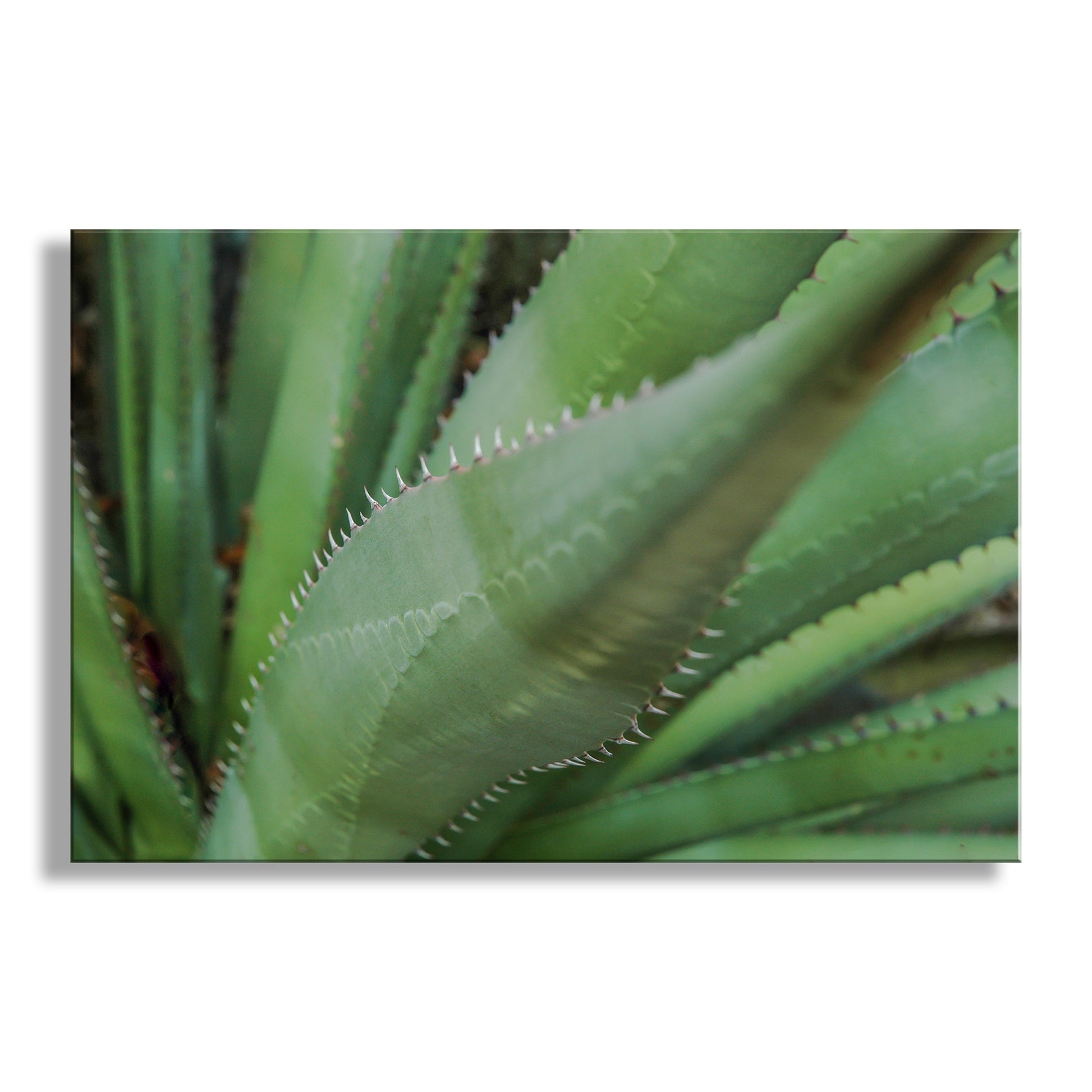 Close-up of green plant leaves with a white border. Green Agave Nature Photography as Southern Arizona Wall Decor