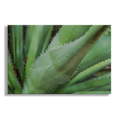 Close-up of green plant leaves with a white border. Green Agave Nature Photography as Southern Arizona Wall Decor
