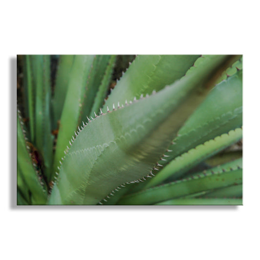 Close-up of green plant leaves with a white border. Green Agave Nature Photography as Southern Arizona Wall Decor