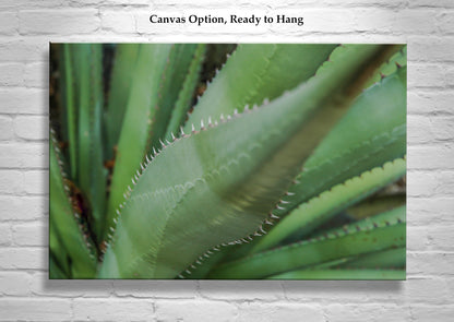 Green Agave Artworks as Botanical Wall Decor Diptych Set of 2 Prints