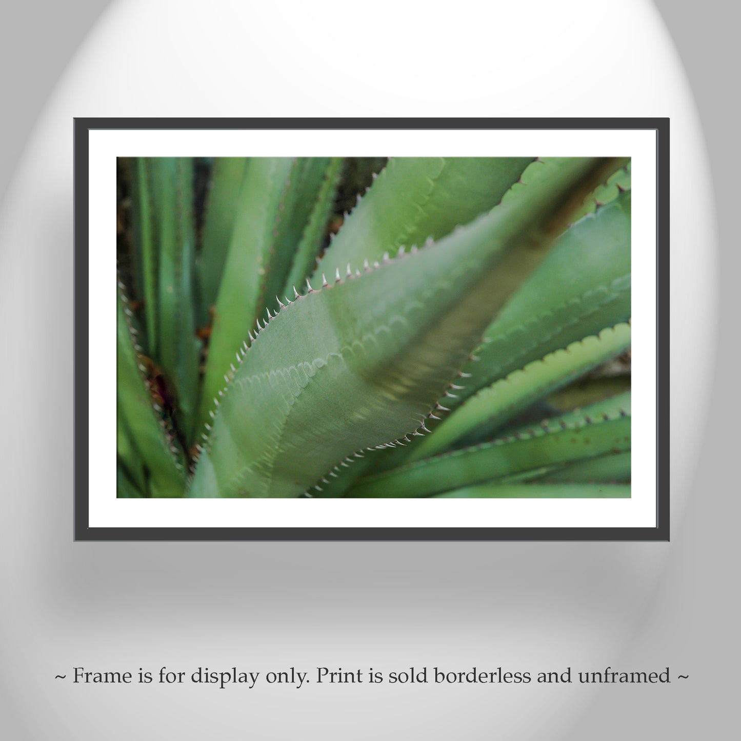 Green Agave Artworks as Botanical Wall Decor Diptych Set of 2 Prints
