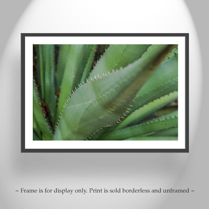 Green Agave Artworks as Botanical Wall Decor Diptych Set of 2 Prints