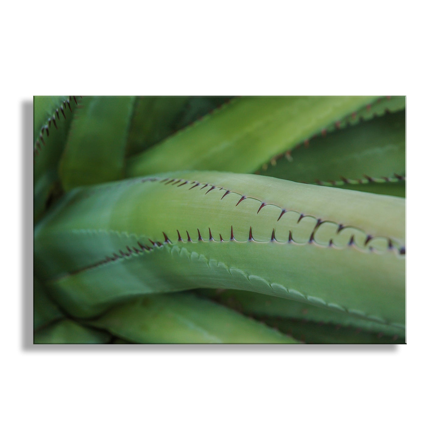 Close-up of a green leaf with detailed texture on a white background. Green Agave Nature Decor as Arizona Desert Botanical Wall Art