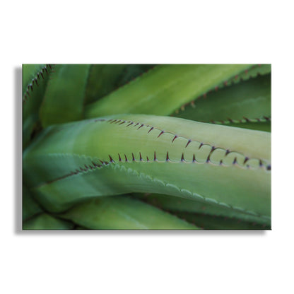 Close-up of a green leaf with detailed texture on a white background. Green Agave Nature Decor as Arizona Desert Botanical Wall Art