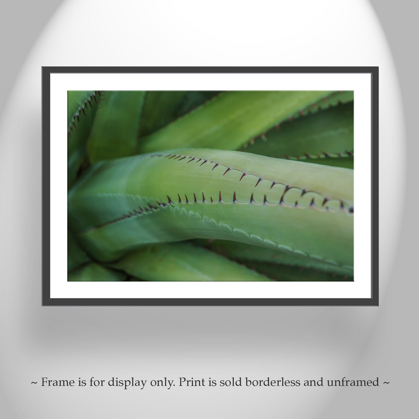 Green Agave Nature Decor as Arizona Desert Botanical Wall Art