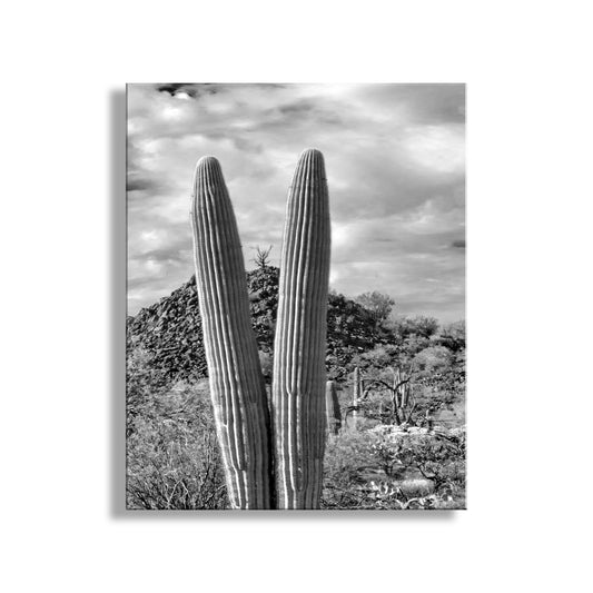 Cactus Decor with Desert Landscape at Cocoraque Butte Tucson Arizona