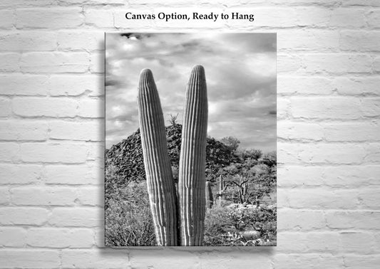 Cactus Decor with Desert Landscape at Cocoraque Butte Tucson Arizona