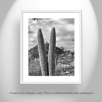 Cactus Decor with Desert Landscape at Cocoraque Butte Tucson Arizona