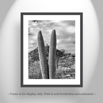 Cactus Decor with Desert Landscape at Cocoraque Butte Tucson Arizona