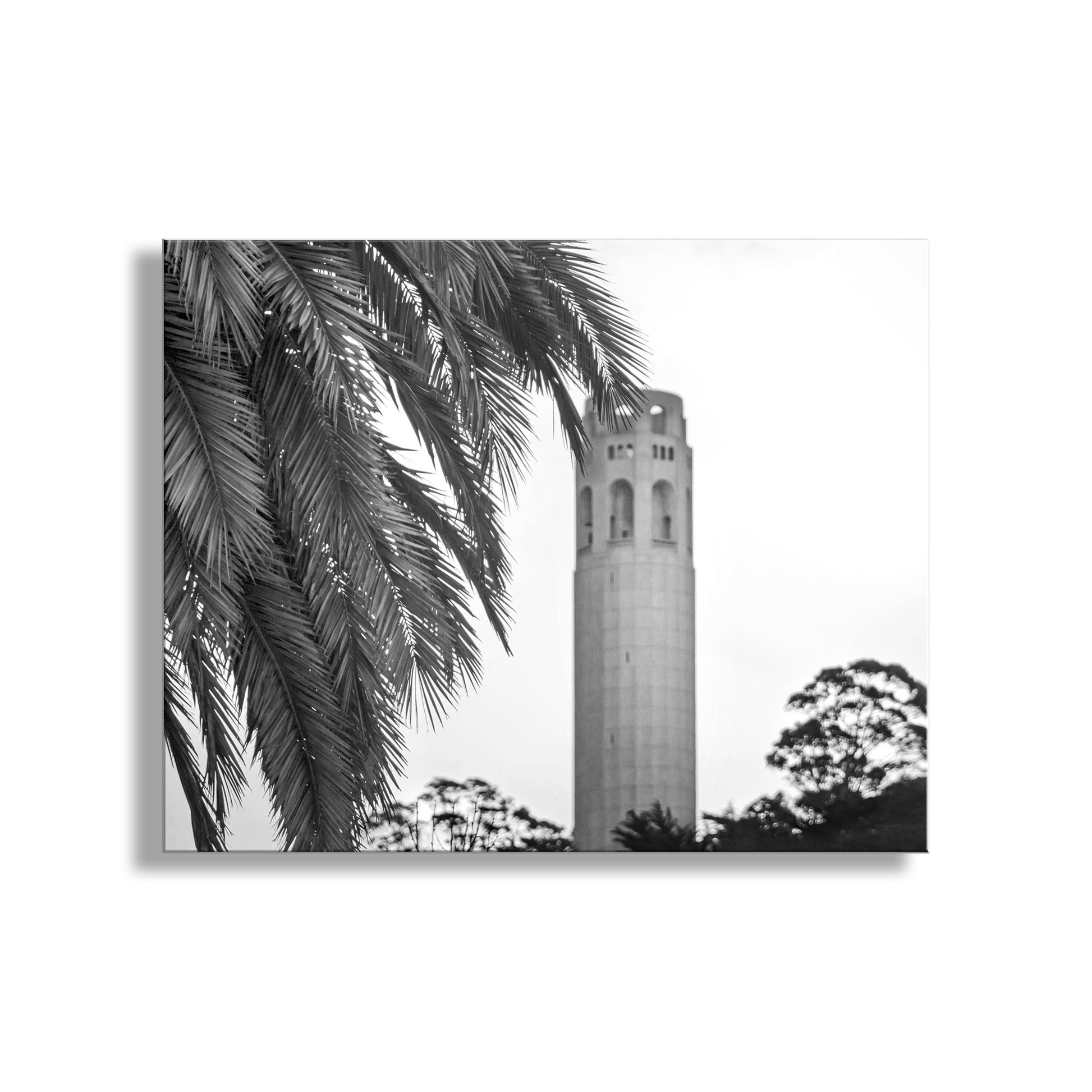 Coit Tower with palm tree leaves in the foreground. My bold black &amp; white San Francisco California artwork with Coit Tower, a cute scene from the City by the Bay! Original, unique signed art by Murray Bolesta.