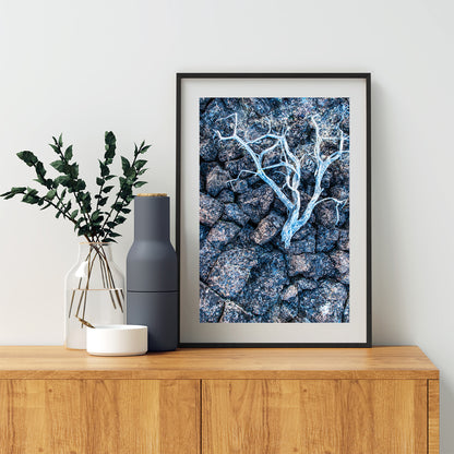 Lava Rock and Deadwood Nature Photography as Still Life Art