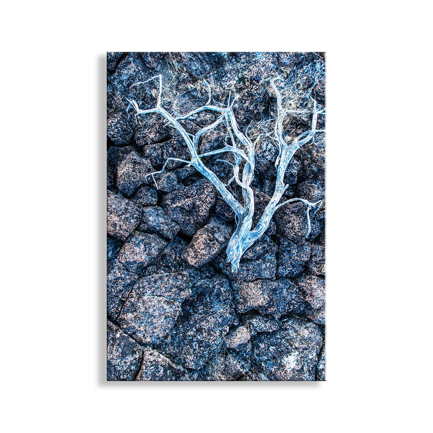 Abstract art of a white branch on a textured blue and gray background. Lava Rock and Deadwood Nature Photography as Still Life Art