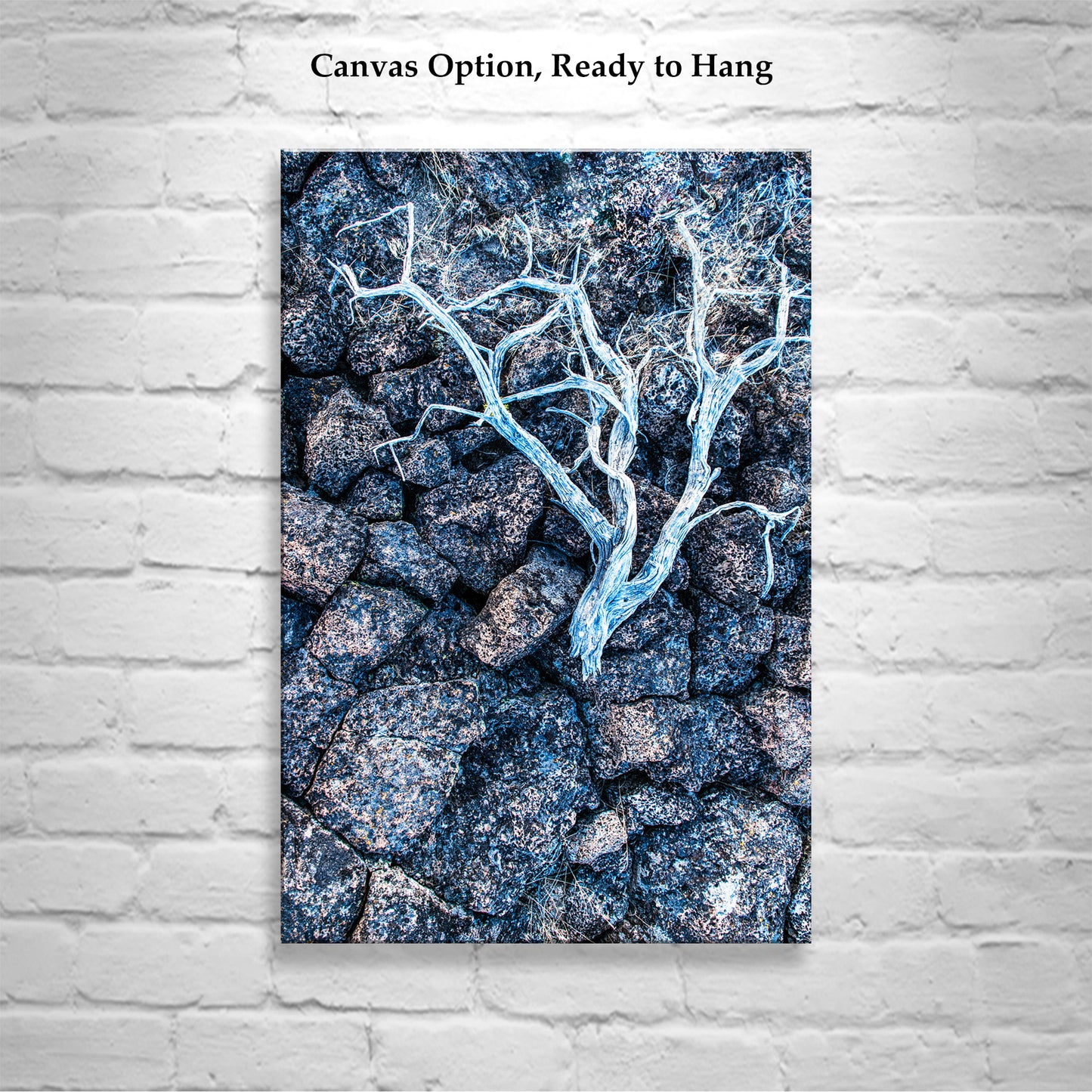 Lava Rock and Deadwood Nature Photography as Still Life Art