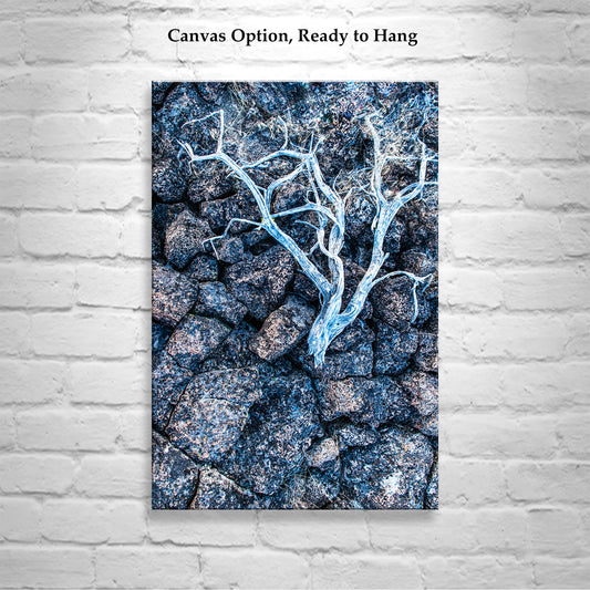 Lava Rock and Deadwood Nature Photography as Still Life Art