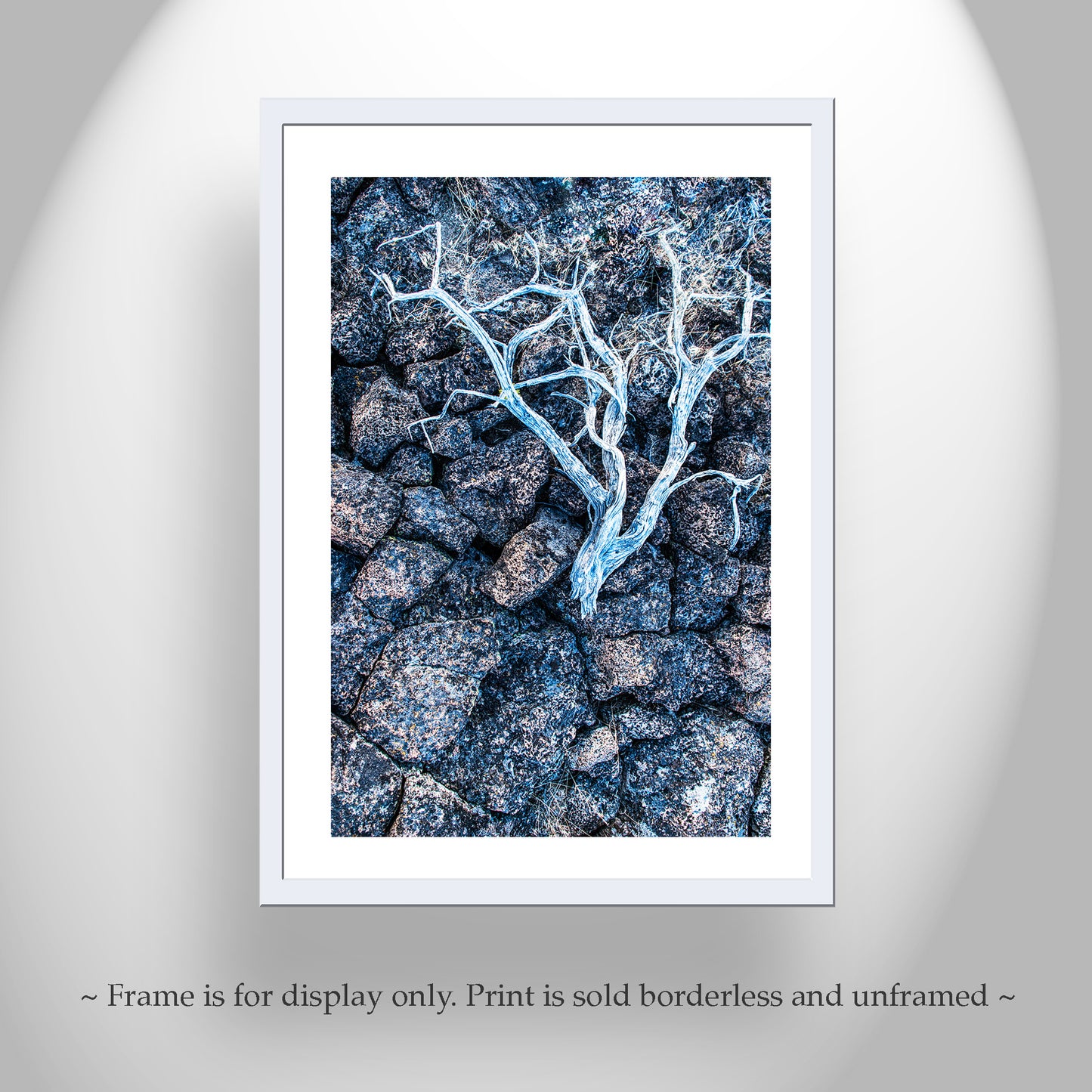 Lava Rock and Deadwood Nature Photography as Still Life Art