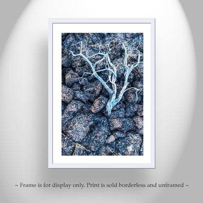 Lava Rock and Deadwood Nature Photography as Still Life Art