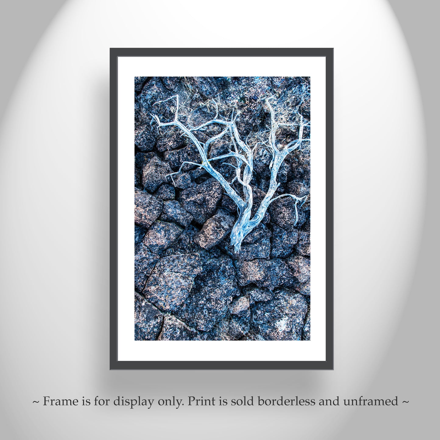 Lava Rock and Deadwood Nature Photography as Still Life Art
