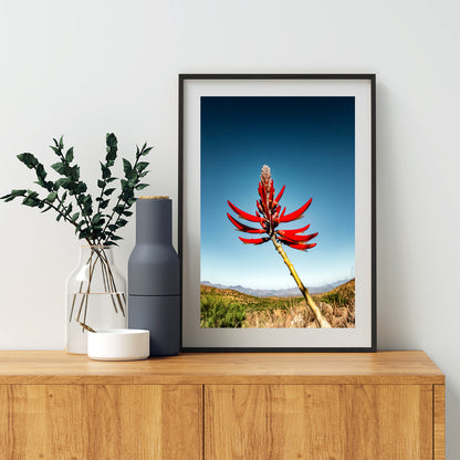 Coral Bean Plant Flower | Arizona Desert Botanical Art Print