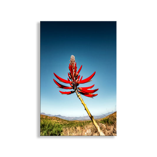 Coral Bean Plant Flower | Arizona Desert Botanical Art Print
