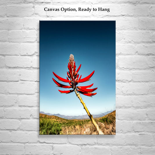 Coral Bean Plant Flower | Arizona Desert Botanical Art Print