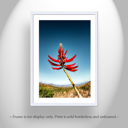 Coral Bean Plant Flower | Arizona Desert Botanical Art Print
