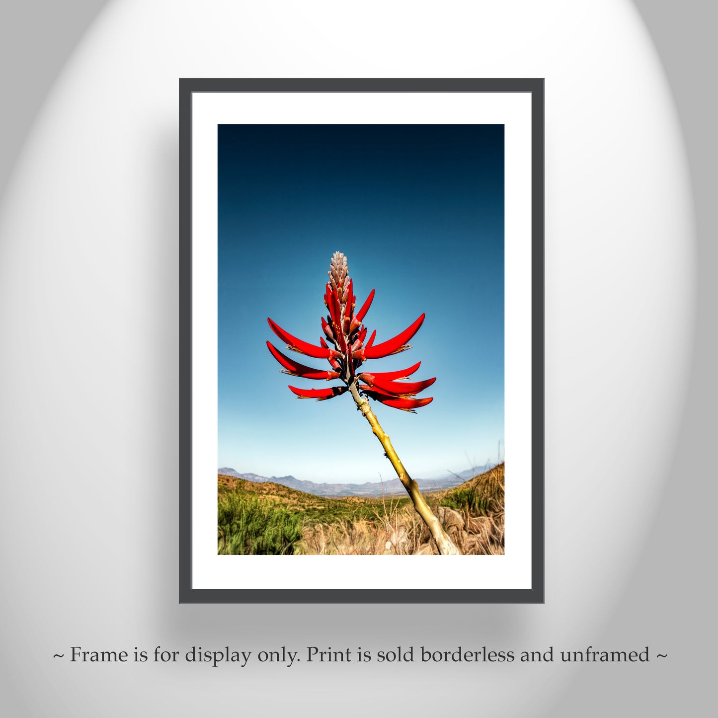 Coral Bean Plant Flower | Arizona Desert Botanical Art Print