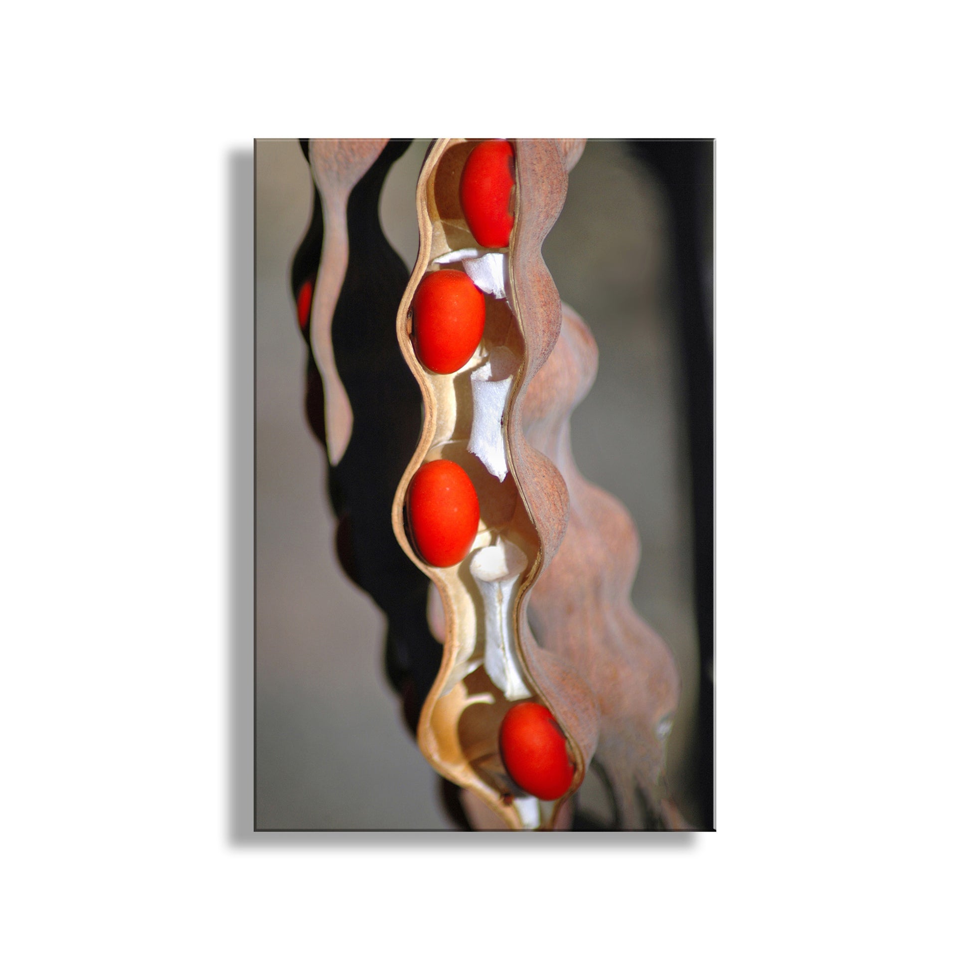 My elegant botanical art with a desert coral bean seed pod! I captured this scene in the Santa Rita Mountains of southern Arizona, planet Earth, where these plants are common. Don't try to eat those beans! (This image is part of a set, just ask.) Original, unique signed art by Murray Bolesta.