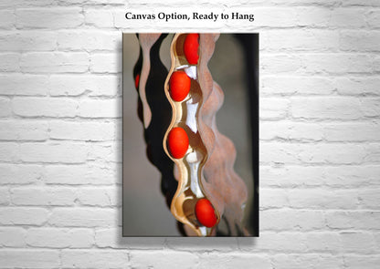 Fine Art Botanical Print with Coral Bean Pod | Arizona Nature