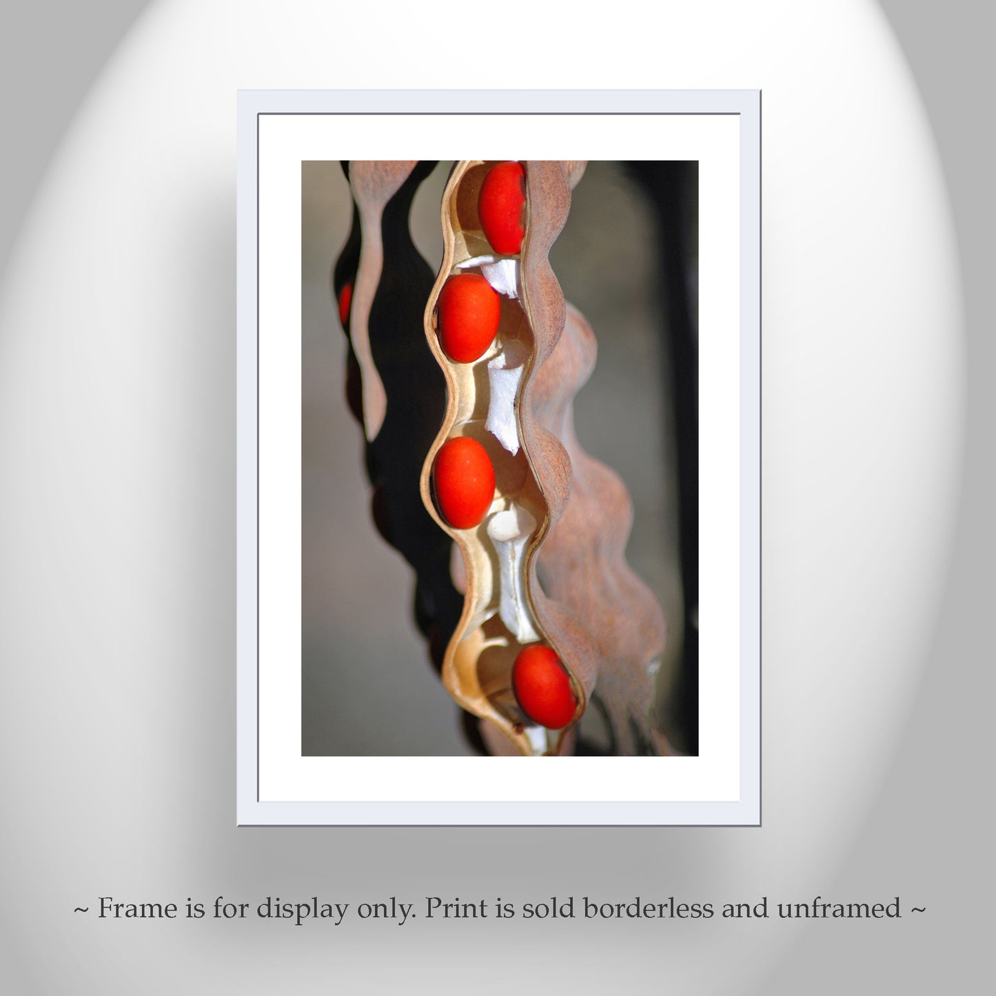 Fine Art Botanical Print with Coral Bean Pod | Arizona Nature