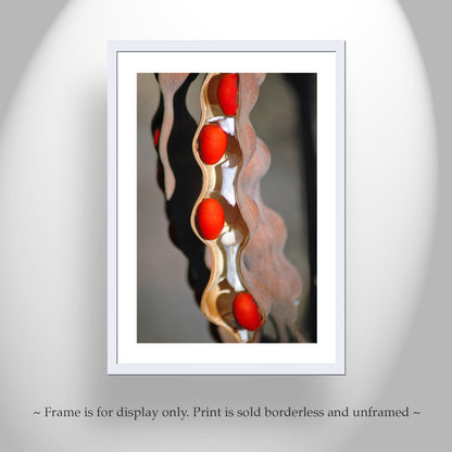 Fine Art Botanical Print with Coral Bean Pod | Arizona Nature