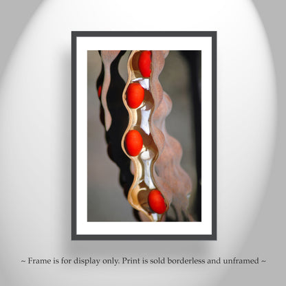 Fine Art Botanical Print with Coral Bean Pod | Arizona Nature