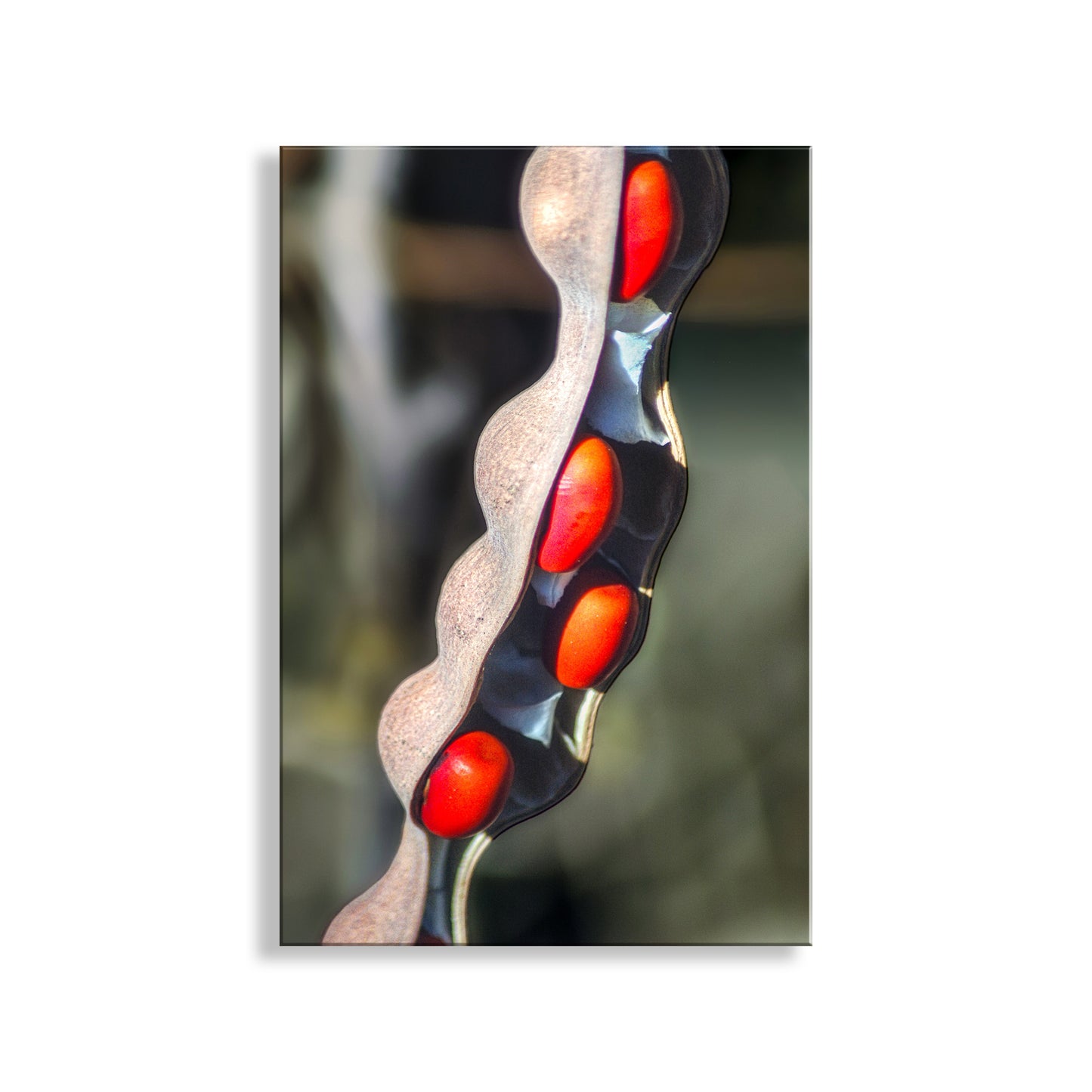 Close-up of a decorative item with red and black design on a blurred background. Elegant Nature Photography with Coral Bean Pod Botanical Wall Decor
