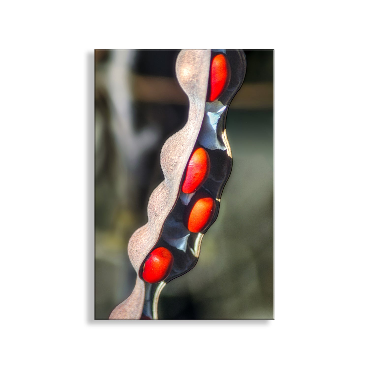 Close-up of a decorative item with red and black design on a blurred background. Elegant Nature Photography with Coral Bean Pod Botanical Wall Decor