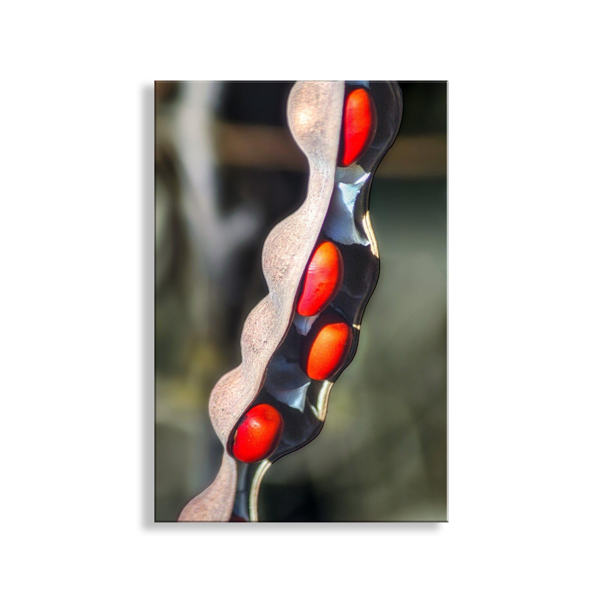 Close-up of a decorative item with red and black design on a blurred background. Elegant Nature Photography with Coral Bean Pod Botanical Wall Decor