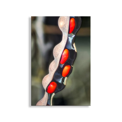 Close-up of a decorative item with red and black design on a blurred background. Elegant Nature Photography with Coral Bean Pod Botanical Wall Decor