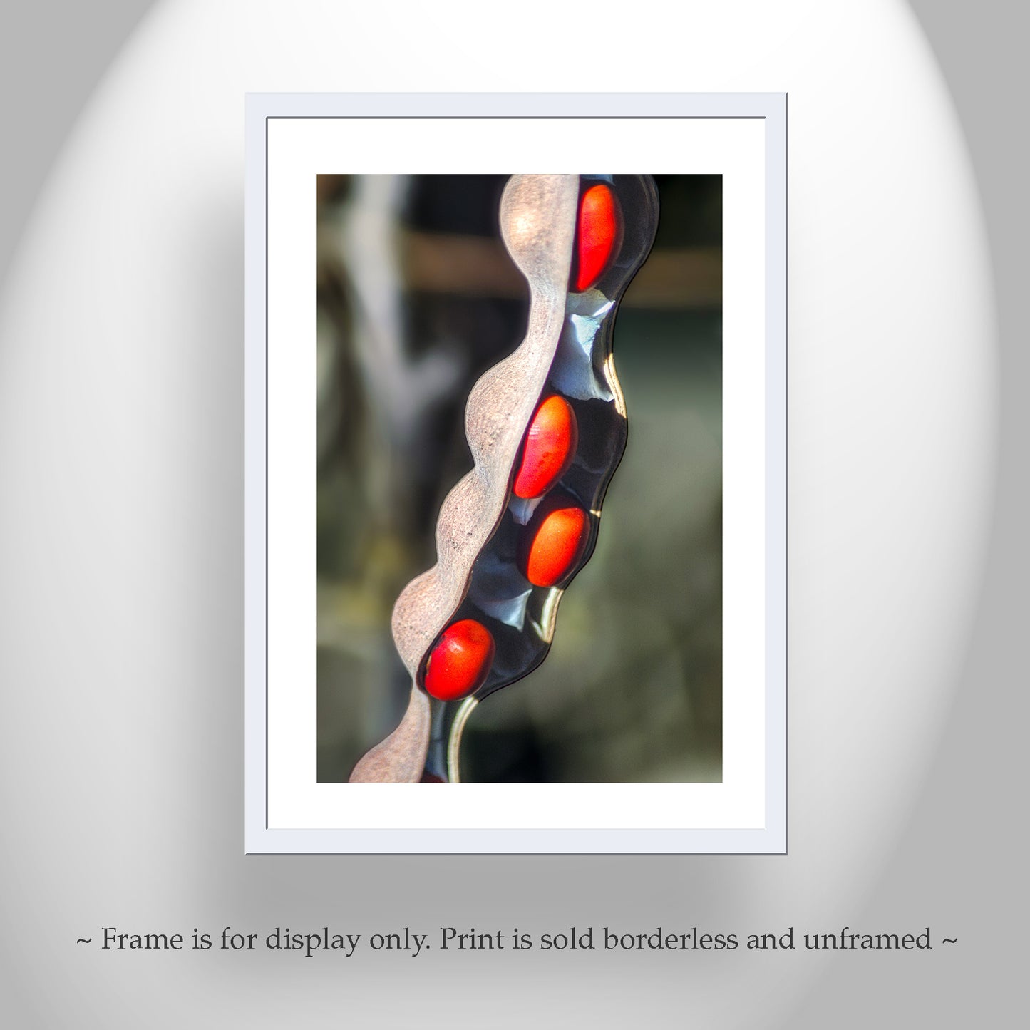 Elegant Nature Photography with Coral Bean Pod Botanical Wall Decor