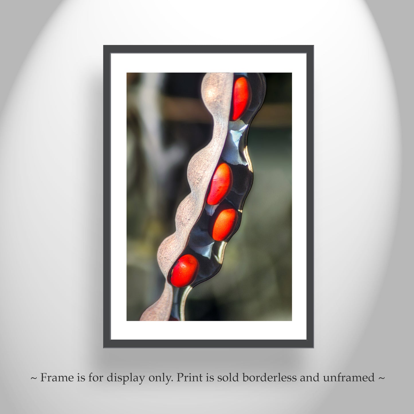 Elegant Nature Photography with Coral Bean Pod Botanical Wall Decor