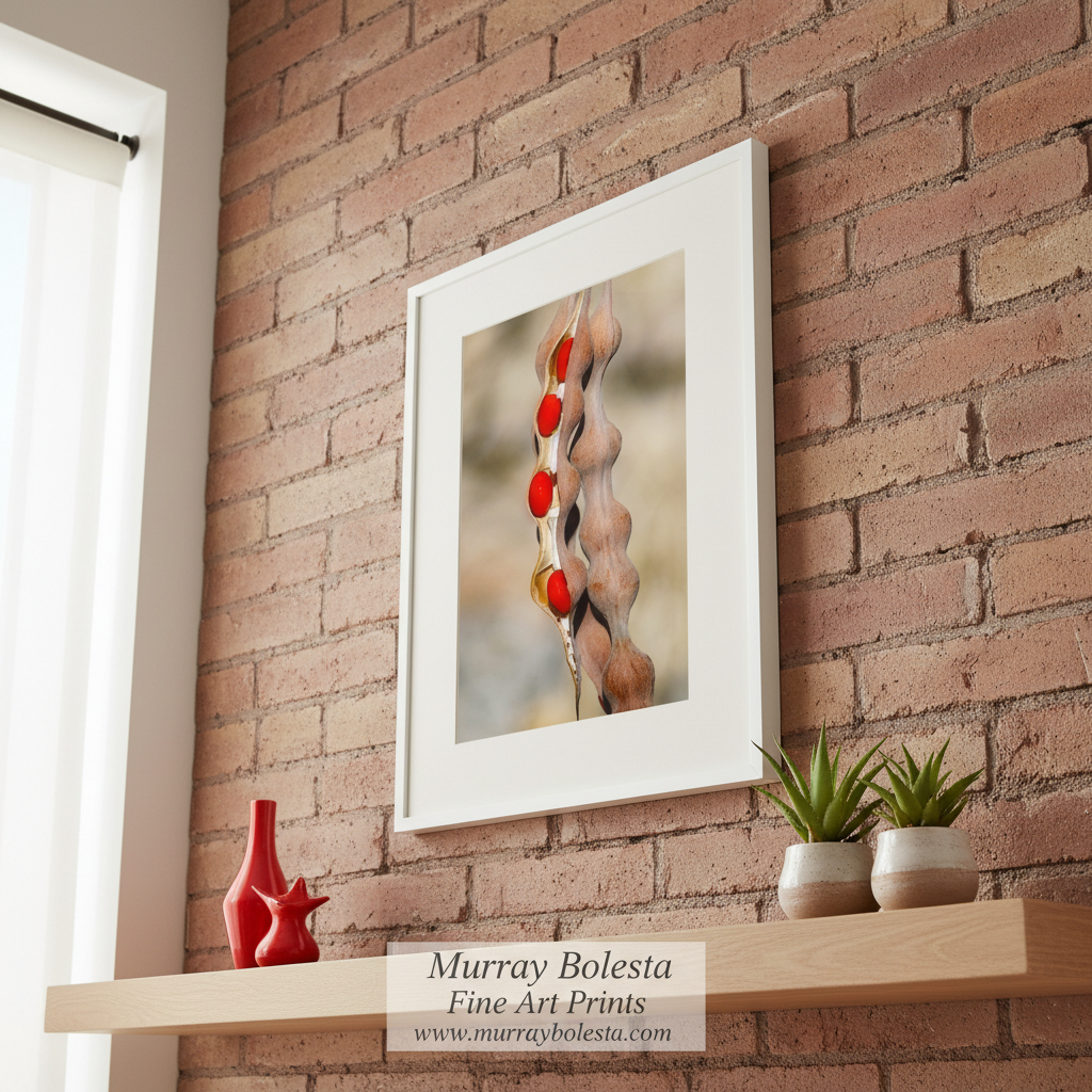 Nature Photography with Coral Bean Pod | Desert Botanical Wall Art by Murray Bolesta