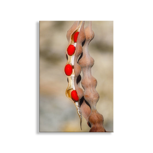 Nature Photography with Coral Bean Pod | Desert Botanical Wall Art