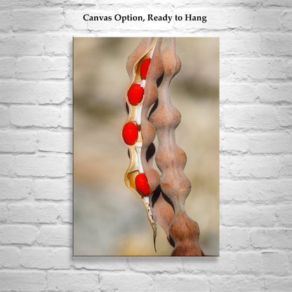 Nature Photography with Coral Bean Pod | Desert Botanical Wall Art